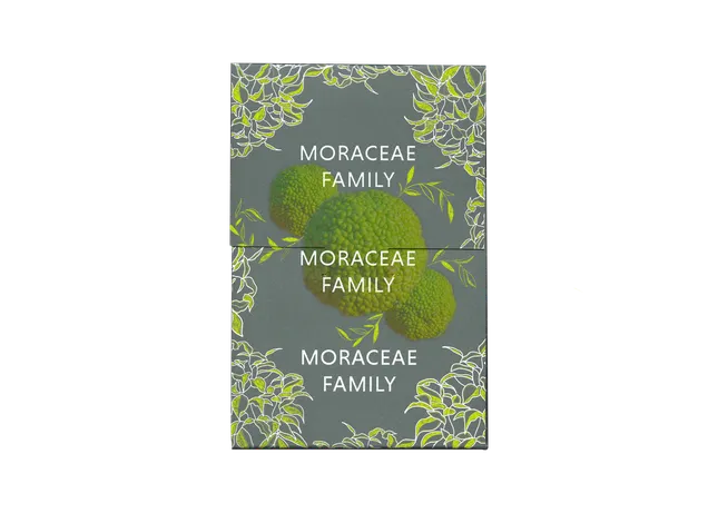 Moraceae Family Plant Care Cards