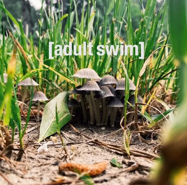 Adult Swim