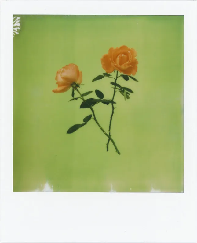 Roses, 2024