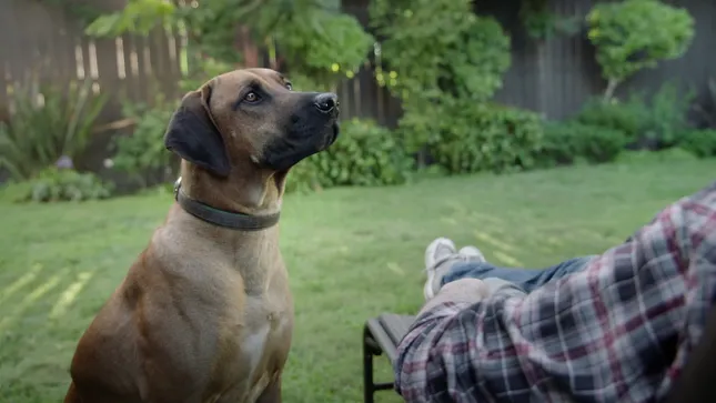 Michigan Powerball - Dog