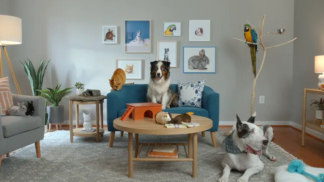 Sling TV "The Obvious Choice" campaign