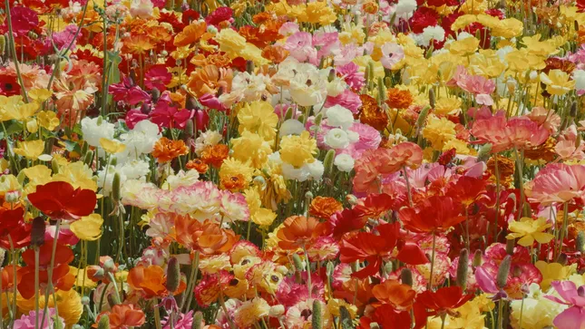 FLOWER 1 & 2
