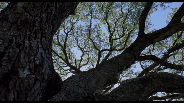 Terrence Malick (Promo)
