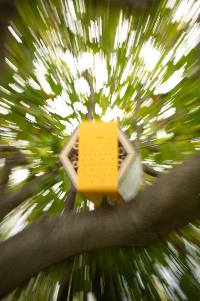 BuzzSeed