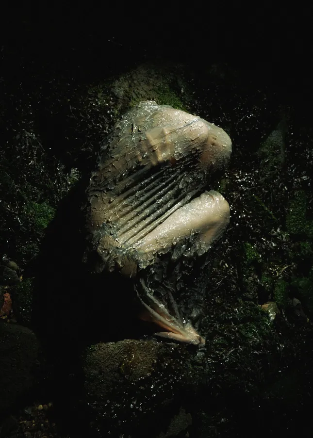 washed ashore