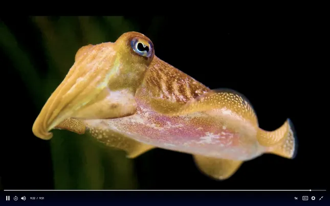 PBS Nova - Cuttlefish Intelligence