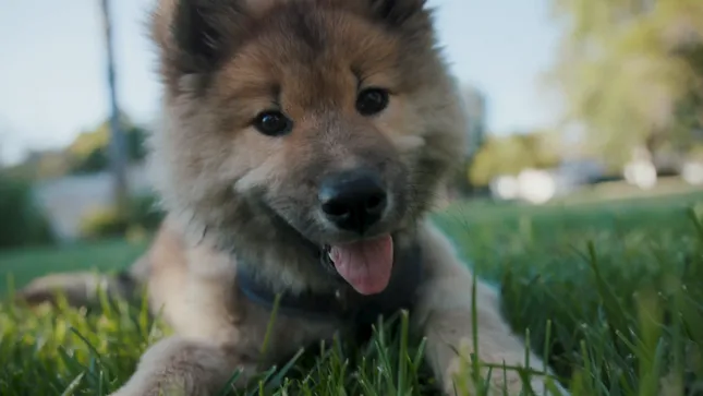 SB Humane Society — Brand Story