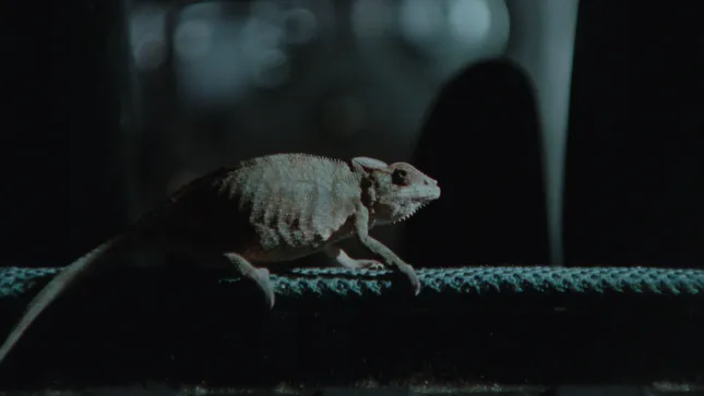 Limsa x Isha - Berlingo