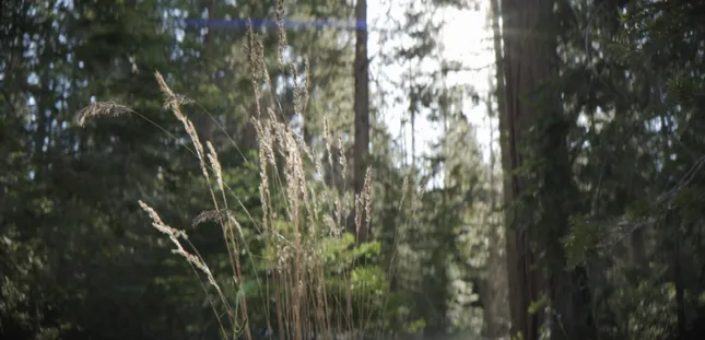 Sequoia National Forest Documentary