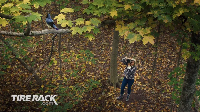 Tire Rack - Bird Watcher