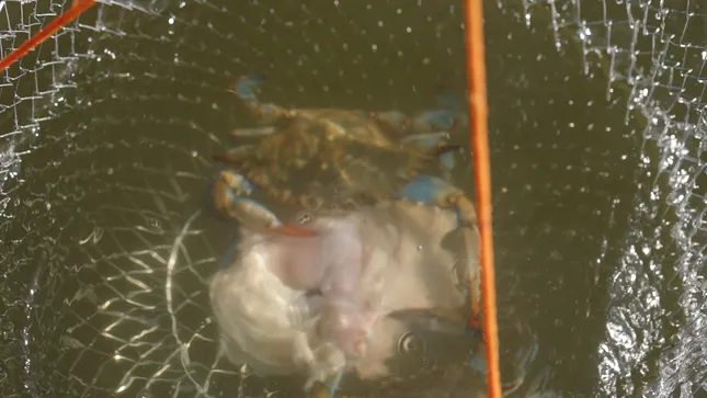 Casual Crabbing with Tia