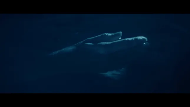 Cinematographer Reel 2024
