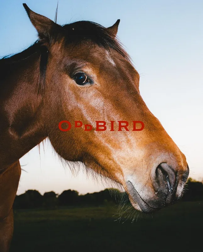 OddBird Texas Launch Campaign