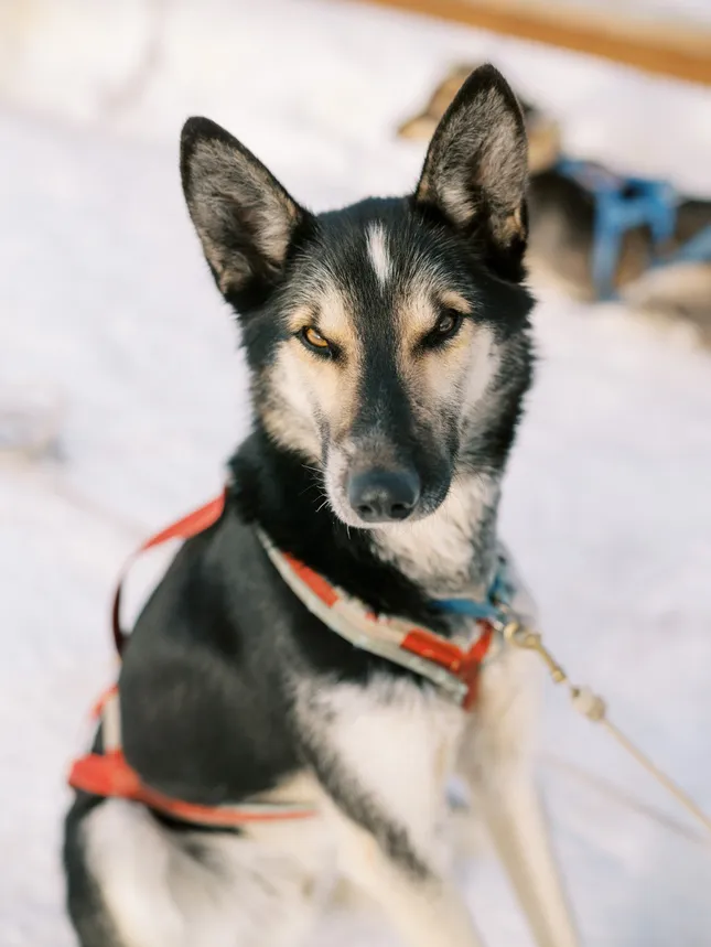 Alaska Mushing School