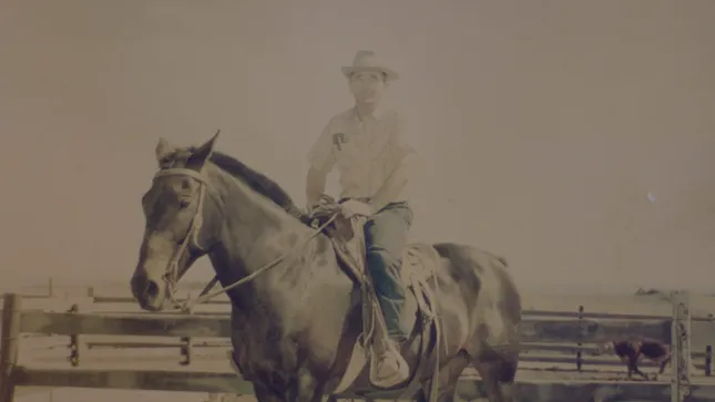 Golden Prairie Bison