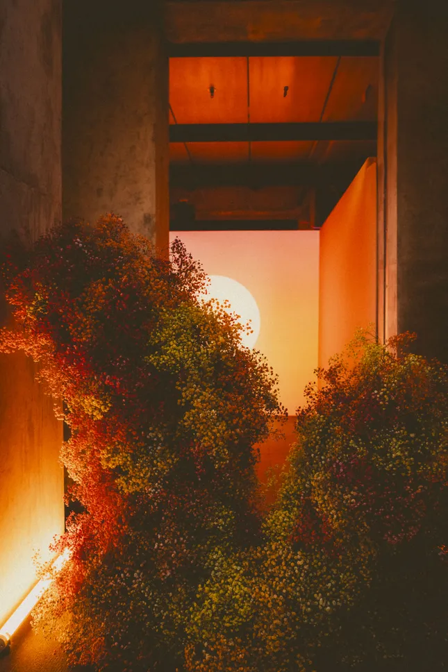 Project image