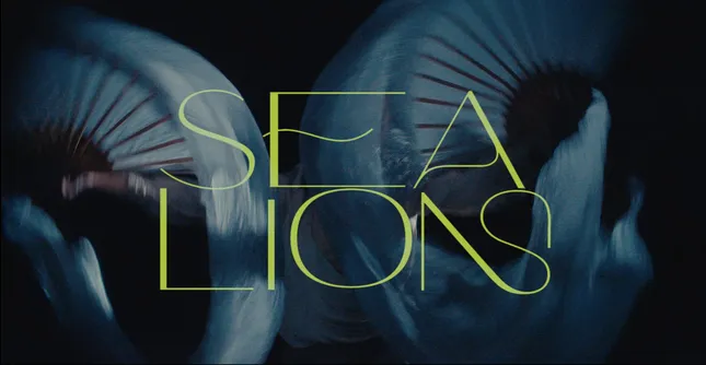 SEA LION {Grant Sabadash}