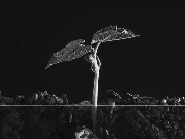 Clove Studios - Delivery 000 Video