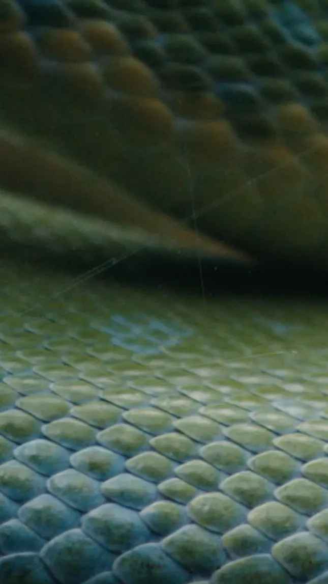 Riot Games x Valorant - Viper Lab stream