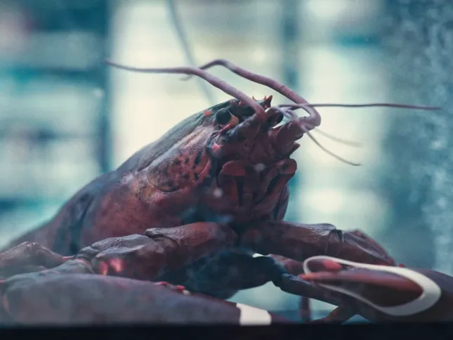 The Lobster Shift