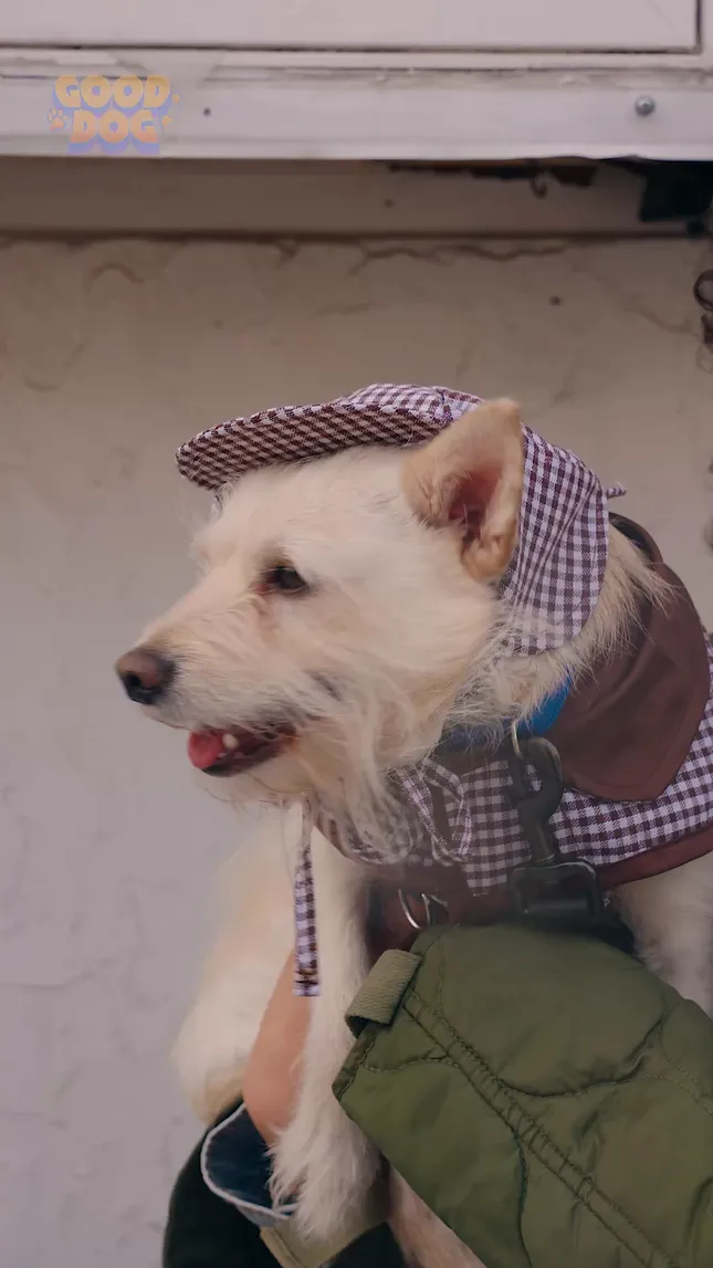 Good Dog