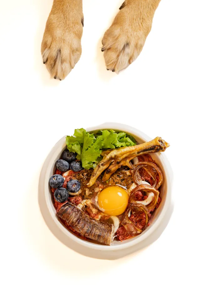 Pawniolo Pets product studio shoot