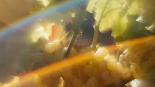 Fallen Grape: Natural Wine for All (shortform)