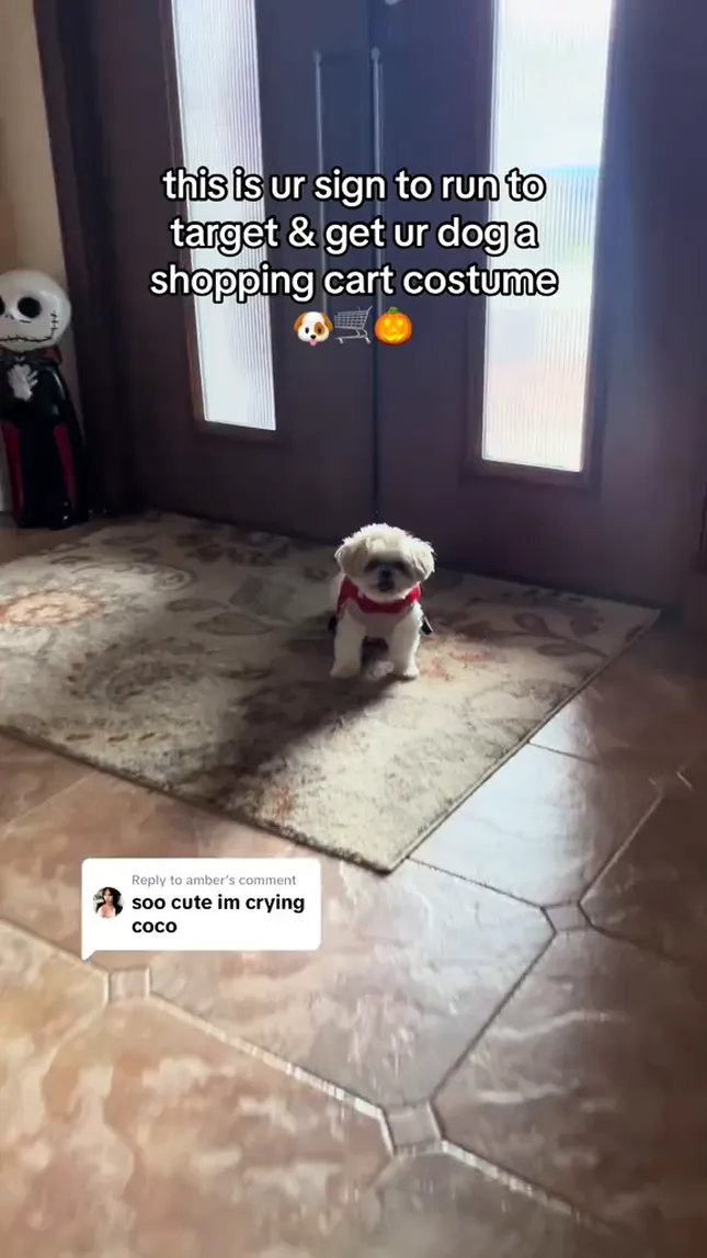 @shihttyswabs