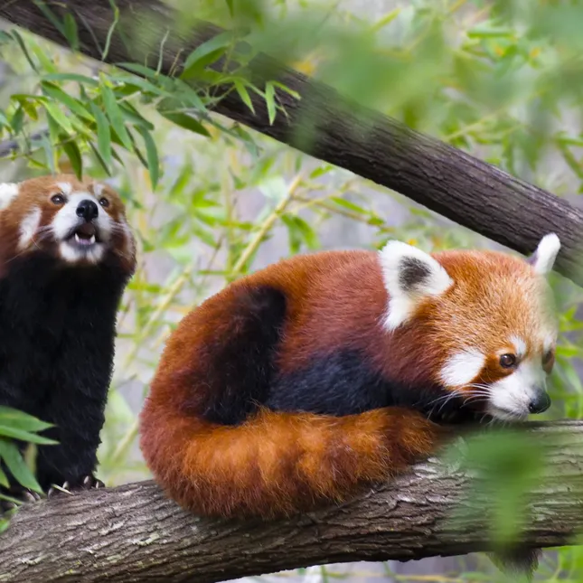 Animal Planet Animations