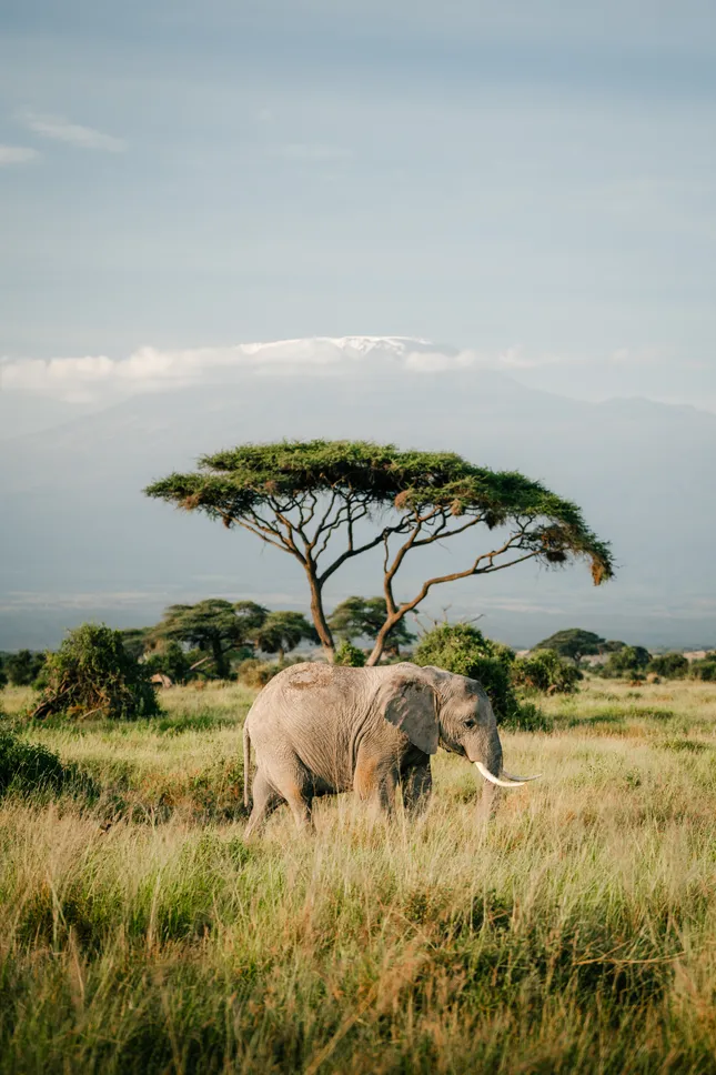 Kalamazoo Safari Company