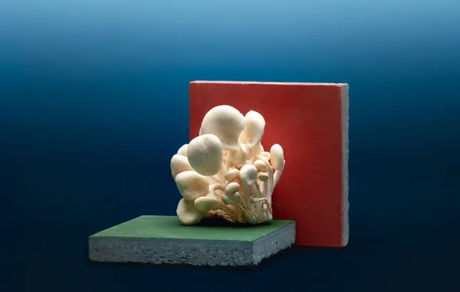STILL LIFE Photography