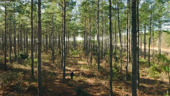 The New Yorker - Working Forest Initiative