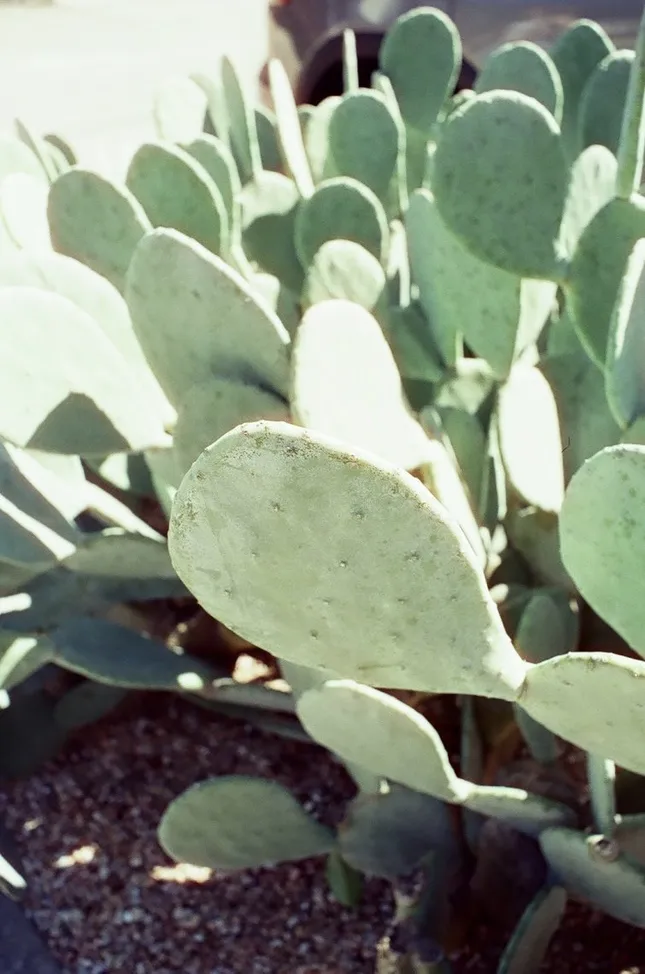 🌵