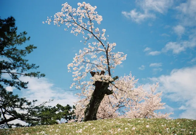 FILM LANDSCAPE