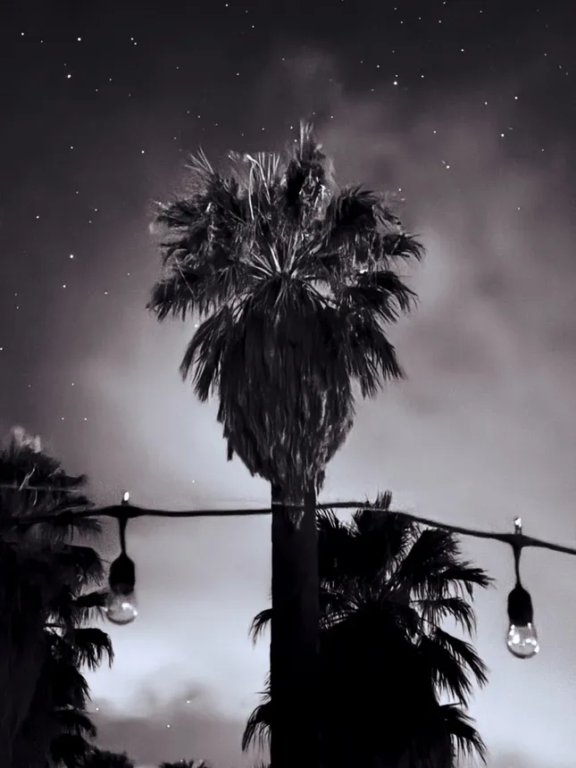 Happy Holidays from Joshua Tree November 2024