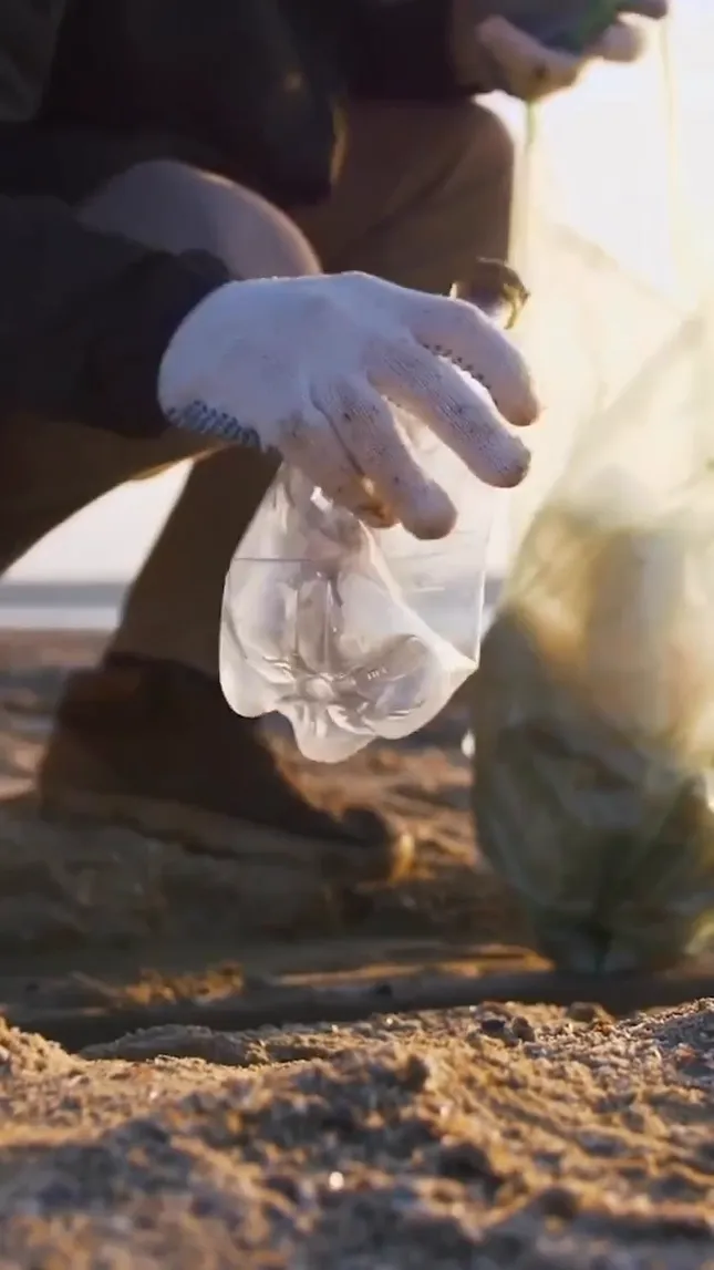 WildClean Content