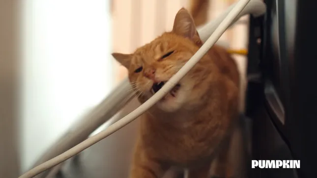 Wired for Trouble | Pumpkin Pet Insurance