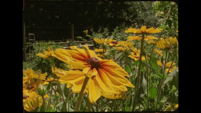 Solidago Grow