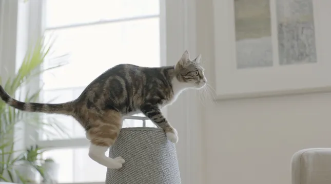 Wiski "Cat Cone"