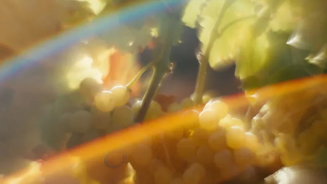 Fallen Grape 90s Social Ad