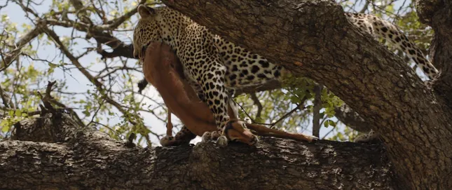 South Africa | Teaser + “Elephants” Trailer