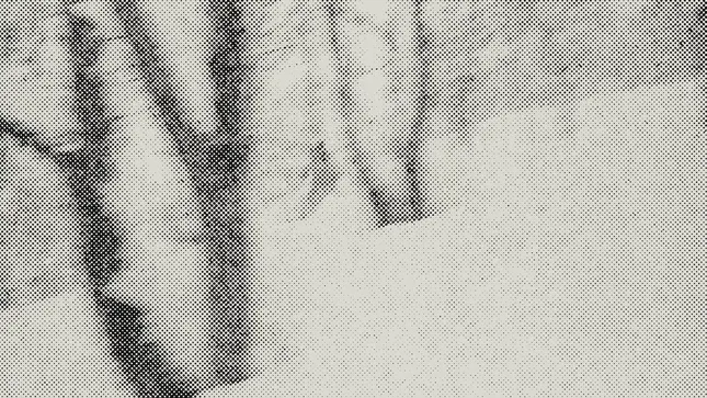 Nisei motion graphic