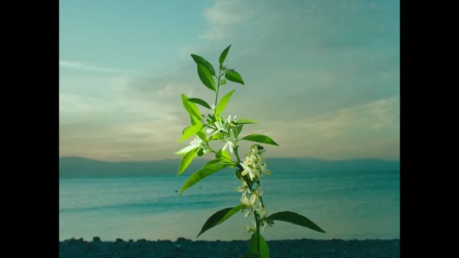 Orange Blossom