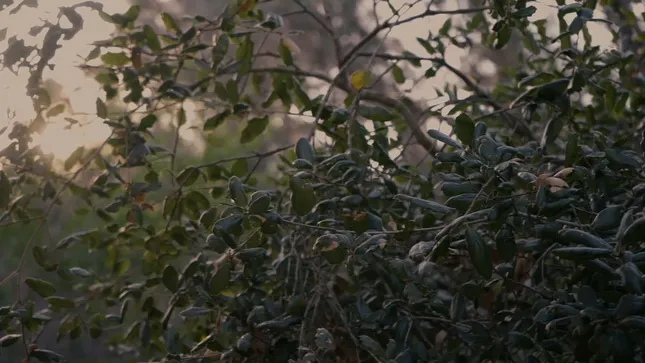 Never seek to tell thy love