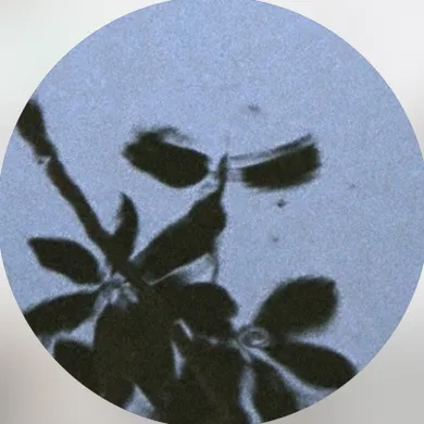 CV  Avatar