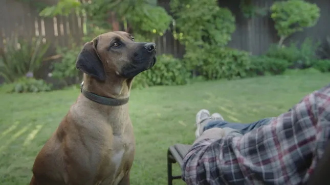 Michigan Powerball - Dog