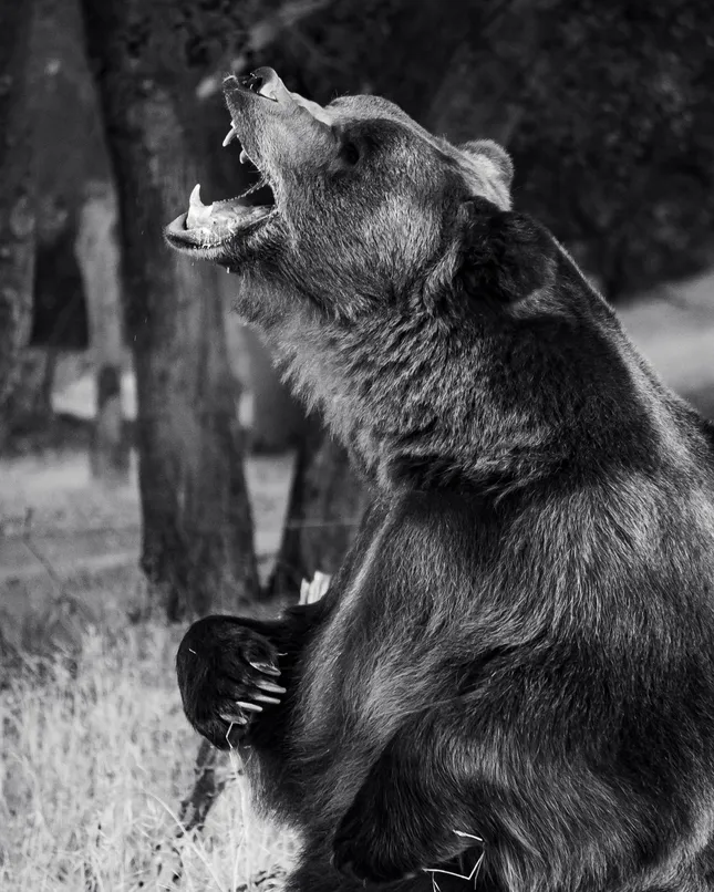 SONY CREATORS 2 - Tag the Kodiak Bear