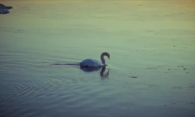 swans at dusk