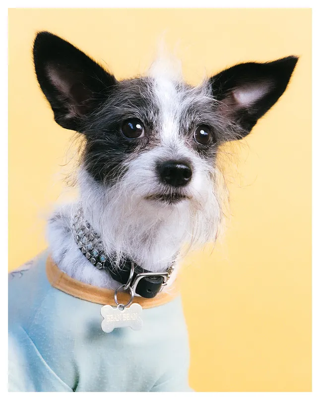 Pet Portraits