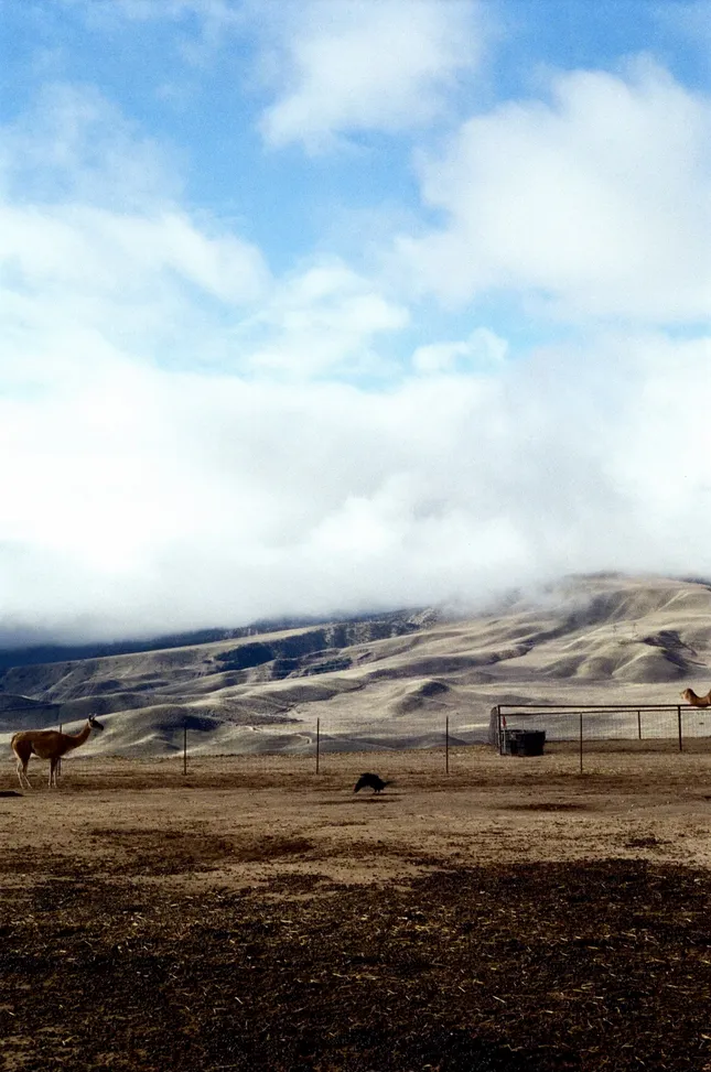 Lebec Alpaca Farm Photographed